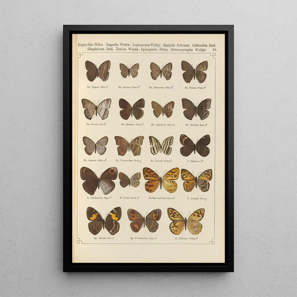Papillons exotiques Pl081 - Otto Staudinger — quadro incorniciato alla parete