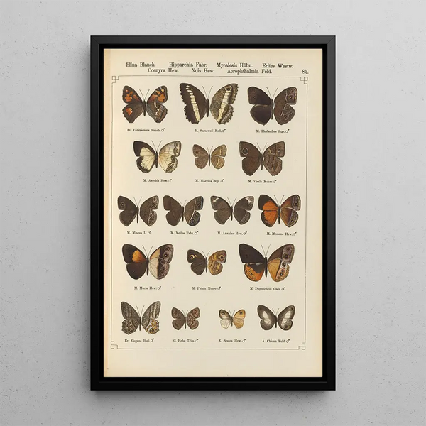Papillons exotiques Pl082 - Otto Staudinger — quadro incorniciato alla parete