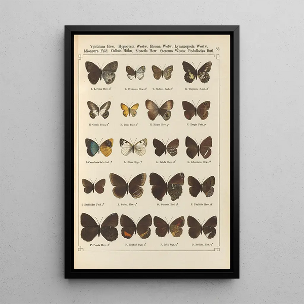 Papillons exotiques Pl083 - Otto Staudinger — quadro incorniciato alla parete
