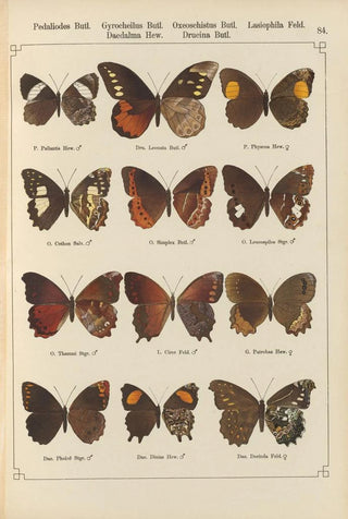 Otto Staudinger - Exotische schmetterlinge Pl084.webp