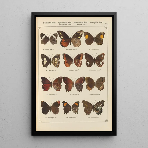 Papillons exotiques Pl084 - Otto Staudinger — quadro incorniciato alla parete