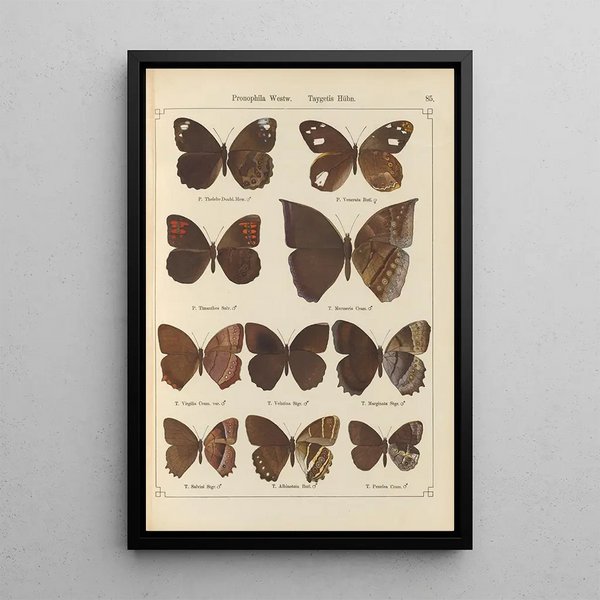 Papillons exotiques Pl085 - Otto Staudinger — quadro incorniciato alla parete