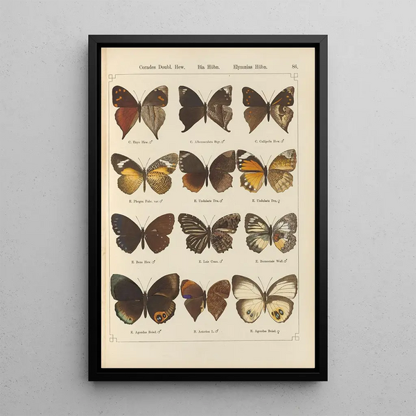Papillons exotiques Pl086 - Otto Staudinger — quadro incorniciato alla parete