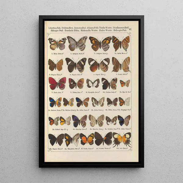 Papillons exotiques Pl087 - Otto Staudinger — quadro incorniciato alla parete
