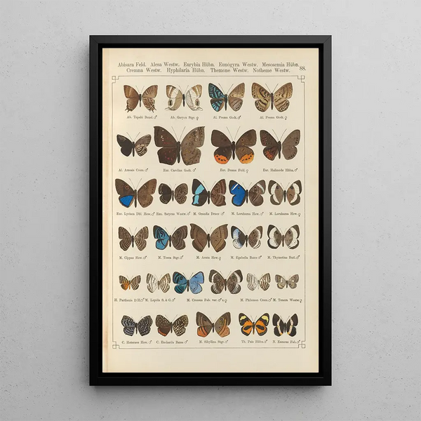 Papillons exotiques Pl088 - Otto Staudinger — quadro incorniciato alla parete