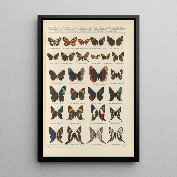 Papillons exotiques Pl089 - Otto Staudinger — quadro incorniciato alla parete