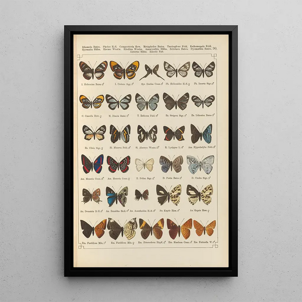 Papillons exotiques Pl090 - Otto Staudinger — quadro incorniciato alla parete