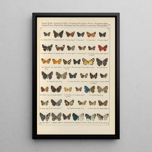 Papillons exotiques Pl091 - Otto Staudinger — quadro incorniciato alla parete