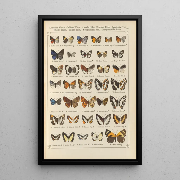 Papillons exotiques Pl092 - Otto Staudinger — quadro incorniciato alla parete