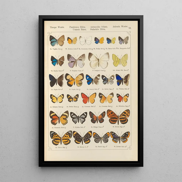 Papillons exotiques Pl093 - Otto Staudinger — quadro incorniciato alla parete