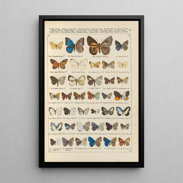 Papillons exotiques Pl094 - Otto Staudinger — quadro incorniciato alla parete