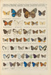 Papillons exotiques Pl094 - Otto Staudinger — vista dell’opera