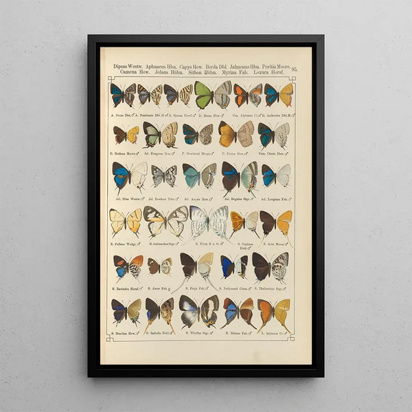 Papillons exotiques Pl095 - Otto Staudinger — quadro incorniciato alla parete