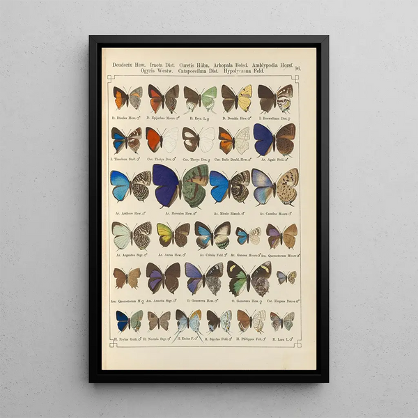 Papillons exotiques Pl096 - Otto Staudinger — quadro incorniciato alla parete