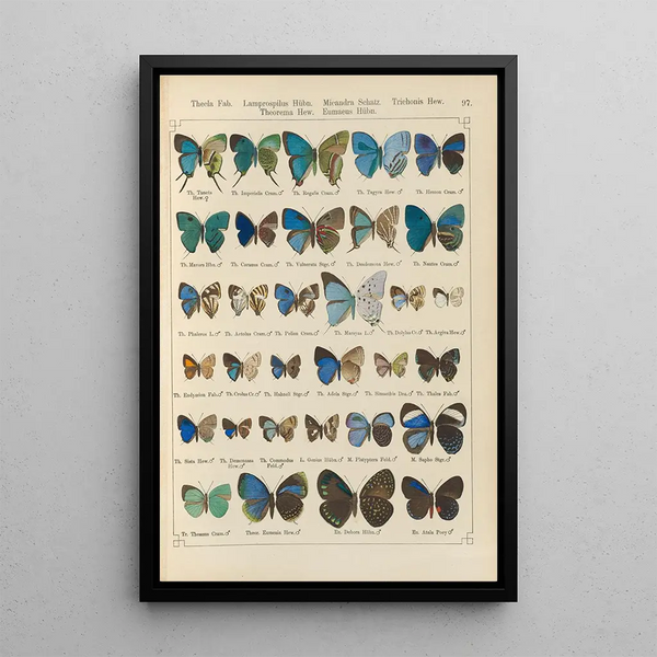 Papillons exotiques Pl097 - Otto Staudinger — quadro incorniciato alla parete