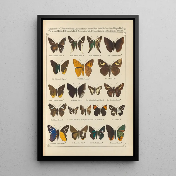 Papillons exotiques Pl098 - Otto Staudinger — quadro incorniciato alla parete