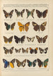 Papillons exotiques Pl098 - Otto Staudinger — vista dell’opera