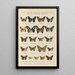 Papillons exotiques Pl099 - Otto Staudinger — quadro incorniciato alla parete