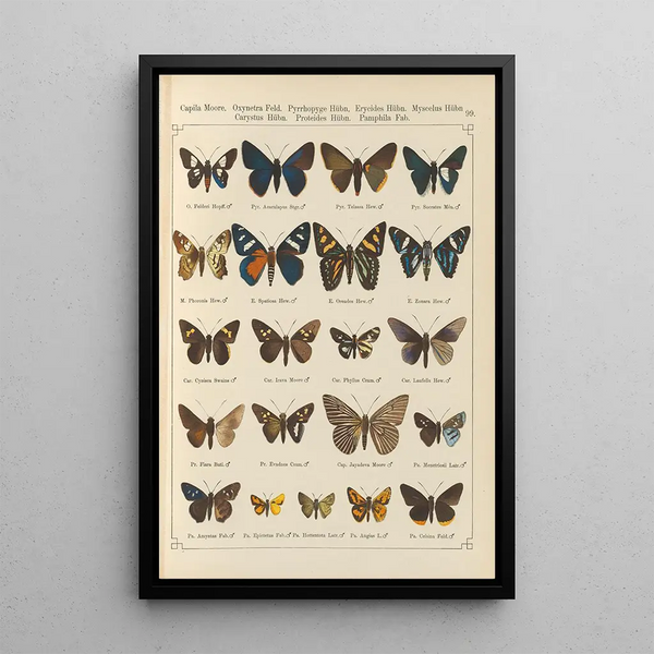 Papillons exotiques Pl099 - Otto Staudinger — quadro incorniciato alla parete