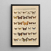 Papillons exotiques Pl100 - Otto Staudinger — quadro incorniciato alla parete