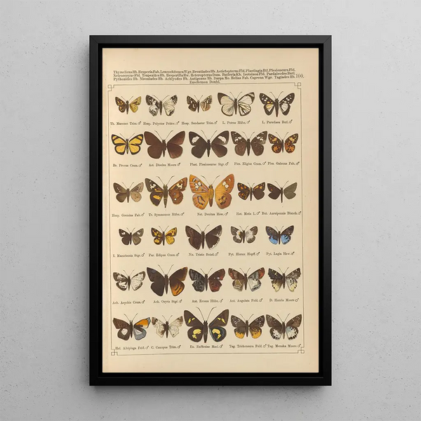 Papillons exotiques Pl100 - Otto Staudinger — quadro incorniciato alla parete