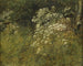 Studio della pianta della cicuta del Caucaso - P. C. Skovgaard — vista dell’opera