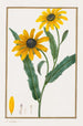 Rudbeckie hérissée - Pancrace Bessa — vista dell’opera