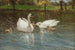 Cygnes et cygneaux - Patrick Downie — vista dell’opera