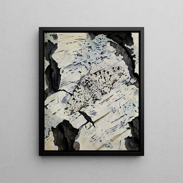 PaulAndre Robert - La Phalne du bouleau.webp