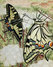 Le Machaon - Paul-André Robert — vista dell’opera