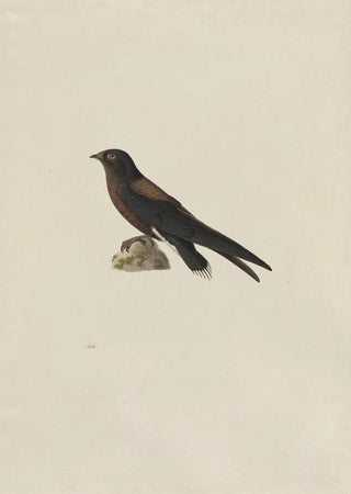 Paul Huet - NeedleTailed Swift Hirundapus caudaculus.webp