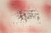 Paesaggio di Uccelli - Paul Klee — vista dell’opera