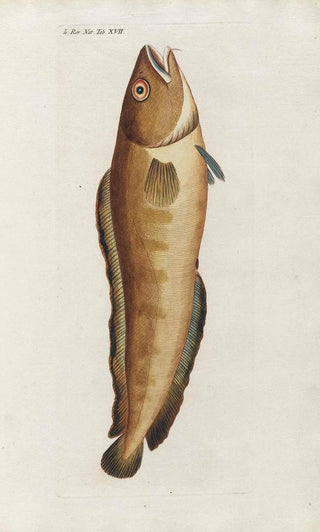 Peder Ascanius - Icones rerum naturalium ou figures enlumines dhistoire naturelle du nord Pl17.webp