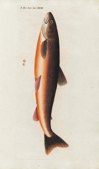 Peder Ascanius - Icones rerum naturalium ou figures enlumines dhistoire naturelle du nord Pl18.webp