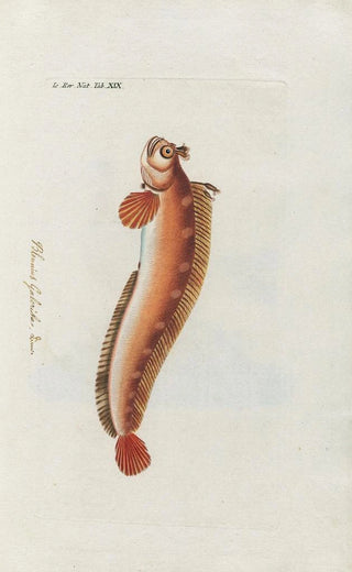 Peder Ascanius - Icones rerum naturalium ou figures enlumines dhistoire naturelle du nord Pl19.webp