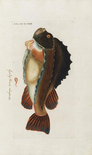 Peder Ascanius - Icones rerum naturalium ou figures enlumines dhistoire naturelle du nord Pl34.webp