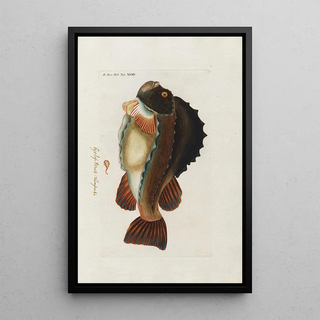 Peder Ascanius - Icones rerum naturalium ou figures enlumines dhistoire naturelle du nord Pl34.webp