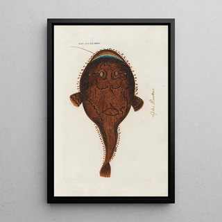 Peder Ascanius - Icones rerum naturalium ou figures enlumines dhistoire naturelle du nord Pl35.webp