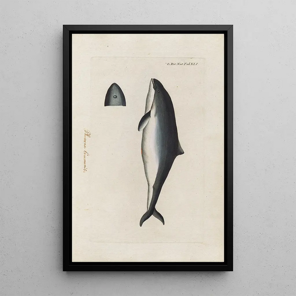 Icones rerum naturalium ou figures enluminées d'histoire naturelle du nord Pl41 - Peder Ascanius — quadro incorniciato alla parete
