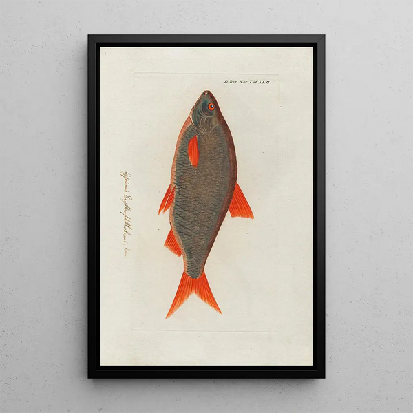 Icones rerum naturalium ou figures enluminées d'histoire naturelle du nord Pl42 - Peder Ascanius — quadro incorniciato alla parete