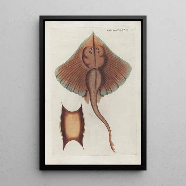 Icones rerum naturalium ou figures enluminées d'histoire naturelle du nord Pl43 - Peder Ascanius — quadro incorniciato alla parete