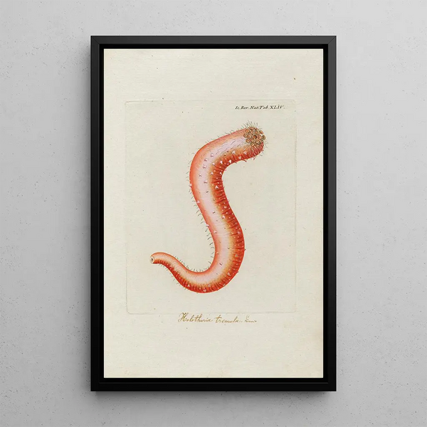 Icones rerum naturalium ou figures enluminées d'histoire naturelle du nord Pl44 - Peder Ascanius — quadro incorniciato alla parete