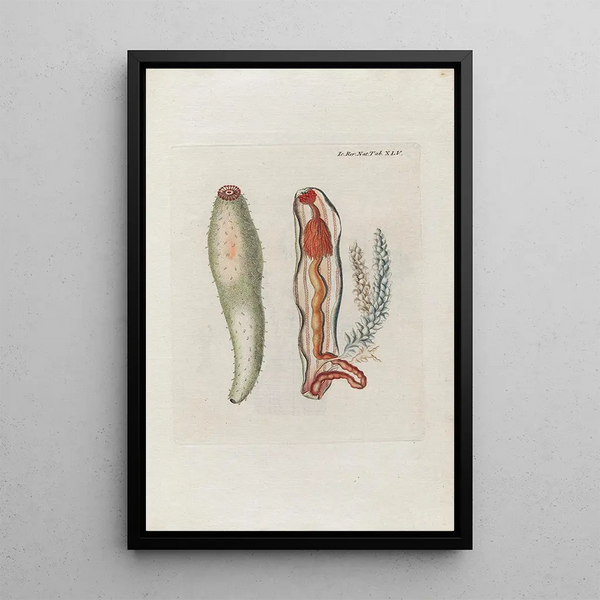 Icones rerum naturalium ou figures enluminées d'histoire naturelle du nord Pl45 - Peder Ascanius — quadro incorniciato alla parete