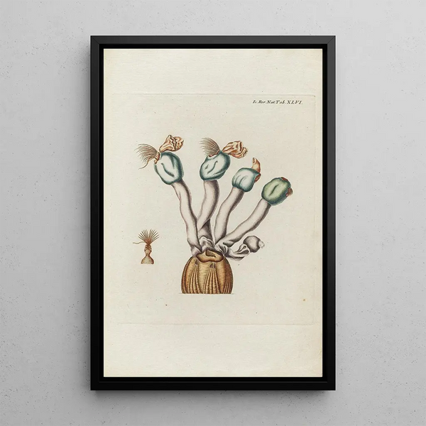 Icones rerum naturalium ou figures enluminées d'histoire naturelle du nord Pl46 - Peder Ascanius — quadro incorniciato alla parete