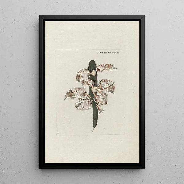 Icones rerum naturalium ou figures enluminées d'histoire naturelle du nord Pl47 - Peder Ascanius — quadro incorniciato alla parete