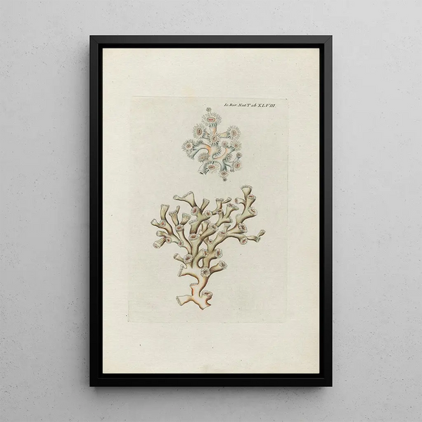 Icones rerum naturalium ou figures enluminées d'histoire naturelle du nord Pl48 - Peder Ascanius — quadro incorniciato alla parete