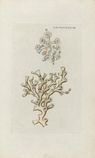 Peder Ascanius - Icones rerum naturalium ou figures enlumines dhistoire naturelle du nord Pl48.webp