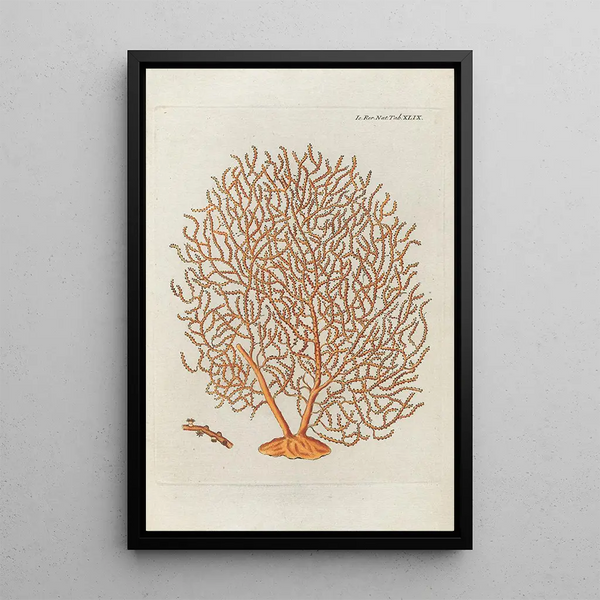 Icones rerum naturalium ou figures enluminées d'histoire naturelle du nord Pl49 - Peder Ascanius — quadro incorniciato alla parete