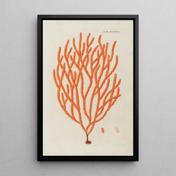 Icones rerum naturalium ou figures enluminées d'histoire naturelle du nord Pl50 - Peder Ascanius — quadro incorniciato alla parete