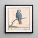 Psittacus erithacus con coda rossa e grigia - Anselmus Botius de Boodt — quadro incorniciato alla parete